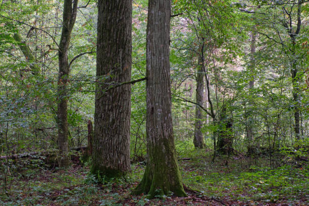 istock Deciduous stand with hornbeams and oaks 2145243747