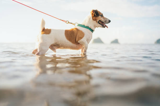 istock Little dog enjoying sunset at beach sea 2145246367