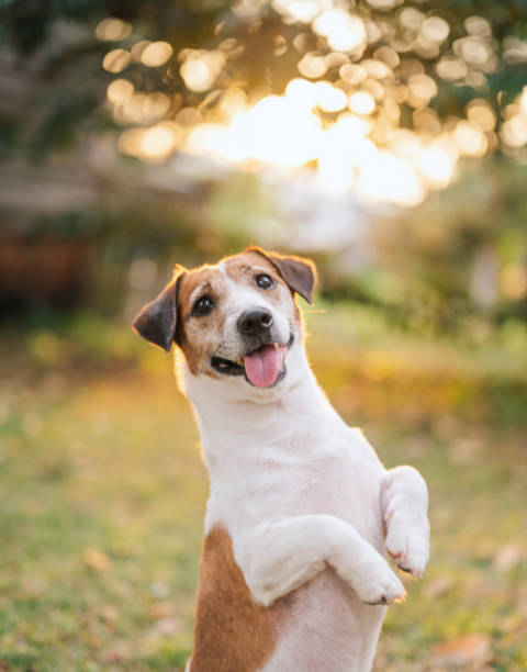 istock Portrait small jack russell terrier standing loogking waiting 2145246902