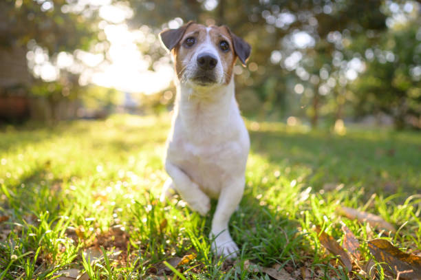 Free Stock Photo of A small dog sitting in grass | Download Free Images ...