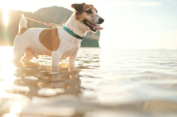 istock Heyy dad  Let's swim with me 2145247436