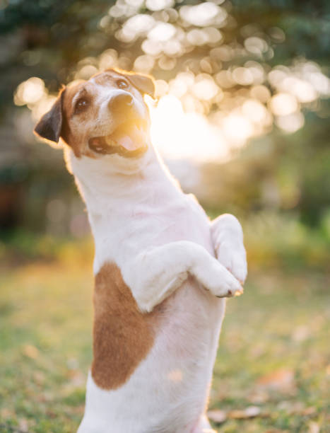 istock jack russel terriers looking at camera waiting his owner for feeding food 2145247746