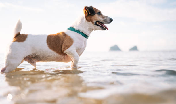 istock Active dog enjoying sunbathing with his dad 2145247978