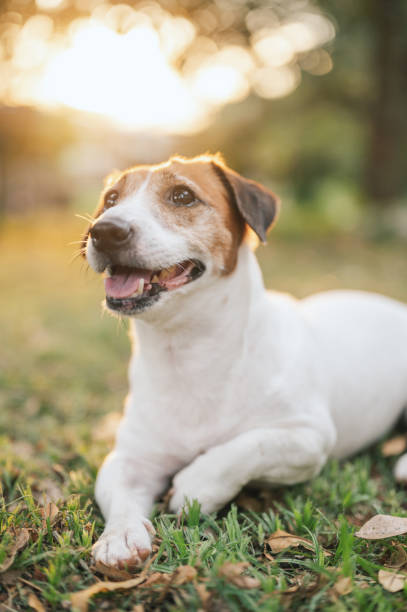 istock Portrait small jack russell terrier lazy relax on backyard 2145247999