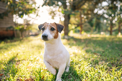 Portrait small jack russell terrier lazy relax on backyard