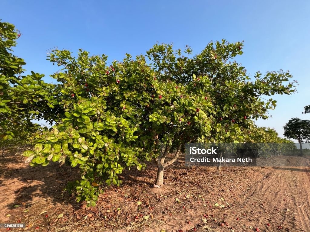 Casu Net Tree Cashew Nuts Tree Stock Photo - Download Image Now - Cashew, Farm ...