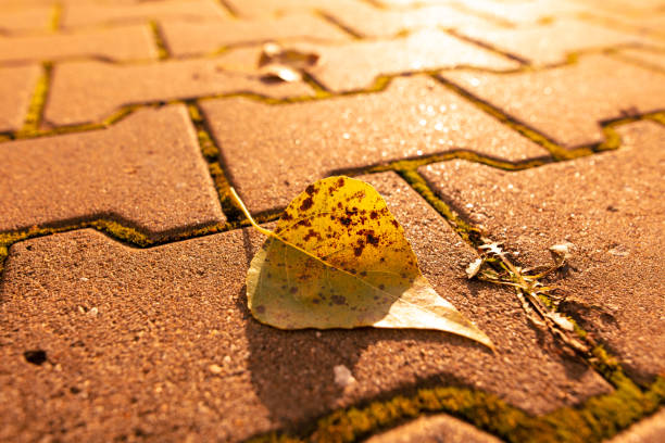 Fallen birch leaves on the sidewalk in the park. Autumn.