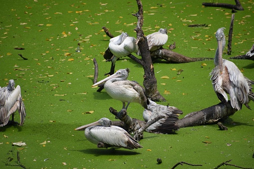 Resting pelicans in green nature