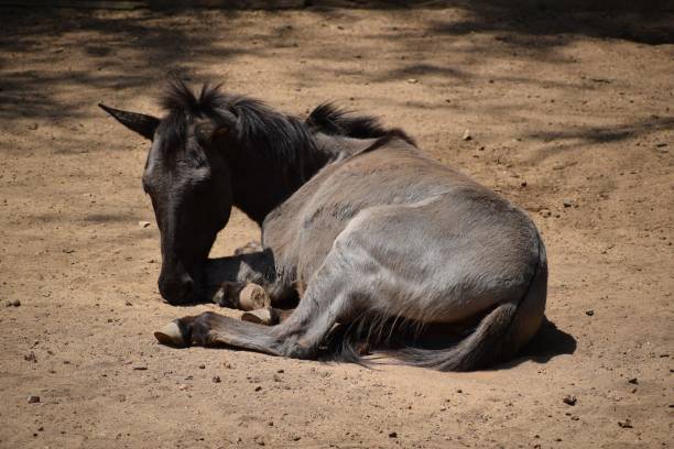 resting donkey - mule animal profile animal head ストックフォトと画像