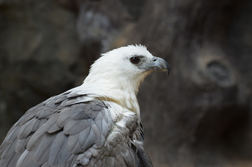 Closeup view of sea eagle
