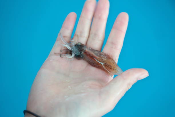 Toyama,Japan - April 6, 2024: Closeup of firefly squid or toyama squid or Luminescent dwarf squid or Sparkling Enope Squid