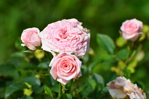A pale pink rose just bursting into bloom, plus a tight bud against an out-of-focus background.