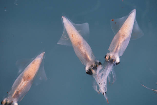 Fresh squid calamari and red snapper pandora fish are caught from the Mediterranean Sea
