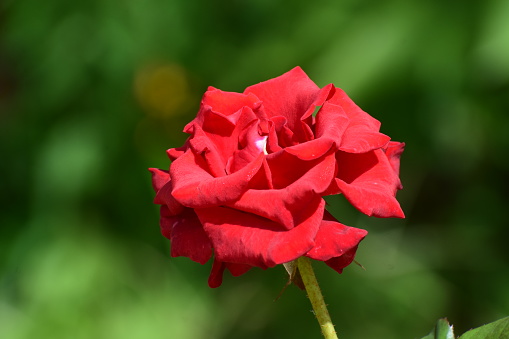 Rose Santana Flower