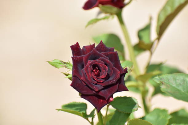 Upright hybrid tea rose