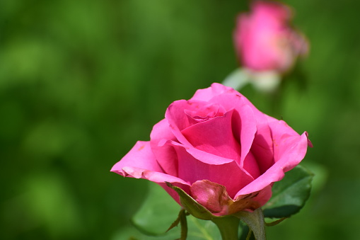Close up of Pink Roses in a Country Cottage Garden in Devon, England, UK