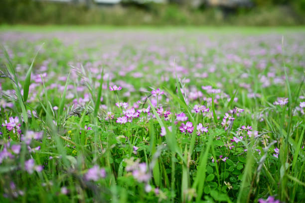 Lotus flowers blooming in a peaceful rice field