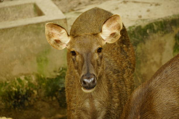 Close-up of a deer