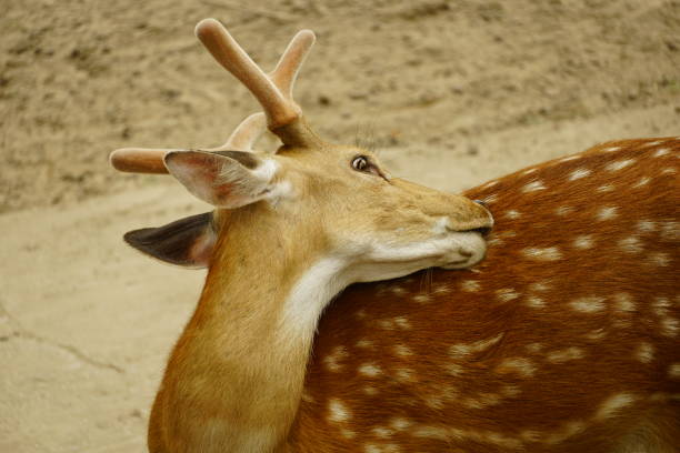 istock Close-up of a deer 2145298859