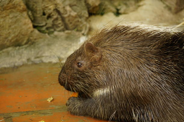 istock Close-up of a Hedgehog eating 2145300419