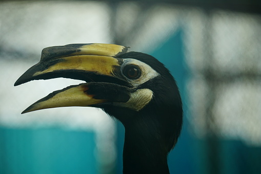 Close-up of the Oriental Pied Hornbill