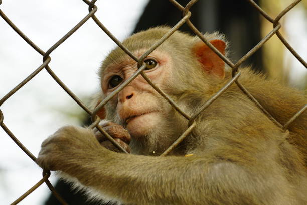 istock Close-up of monkey behind iron fence 2145303584