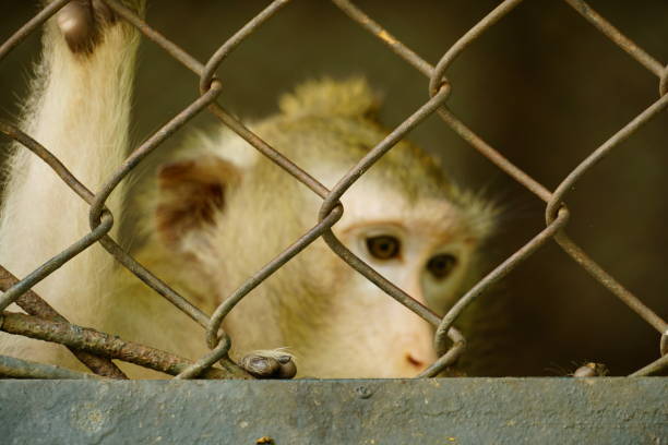 istock Close-up of monkey behind iron fence 2145303589