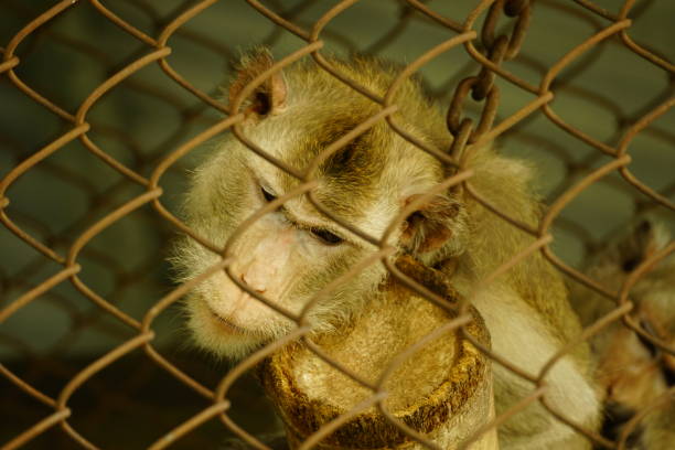 istock Close-up of monkey behind iron fence 2145303592