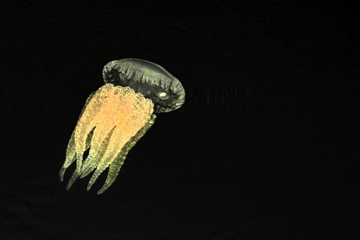 Photograph of a jellyfish