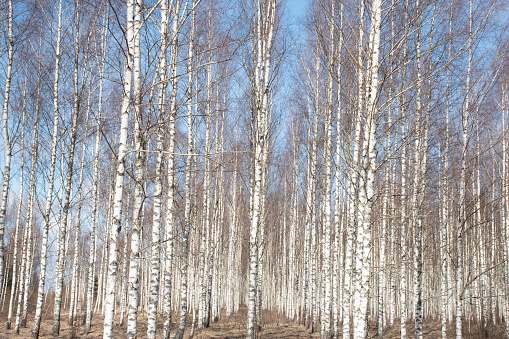 spring landscape with white birch trunks, trees without leaves in spring, birch grove