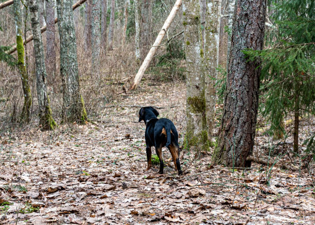 istock spring walk with a dog in the forest, bare trees, nature without greenery, the ground is covered with dry tree leaves 2145337164