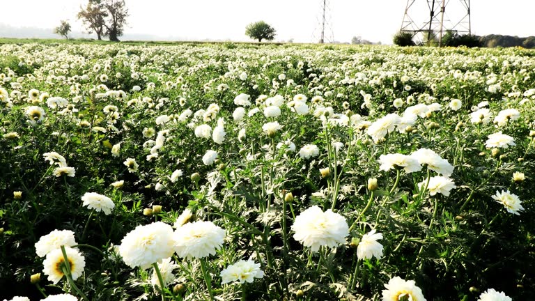 White marigold flower field scenic view during springtime