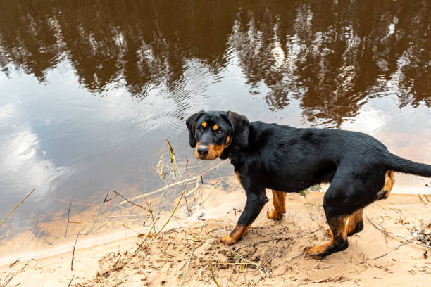 spring walk with the dog, sandy river bank, old last year's grass, nature without greenery, early spring