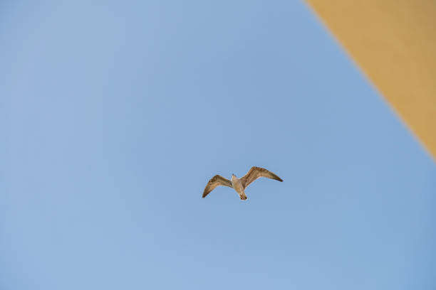 Seagull on blue background. European herring gull, Larus argentatus.