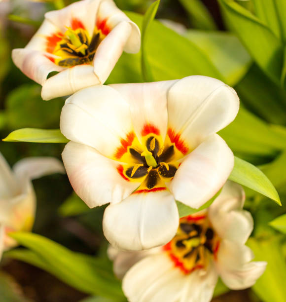 istock Beautiful white tulip flower in nature. 2145361499