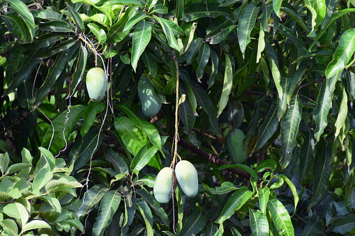 Green fresh mango with leaves