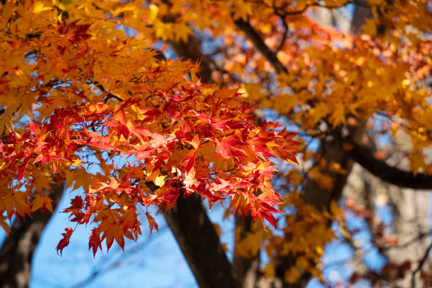 istock Beautiful maple leaves on the tree in autumn season. 2145368337