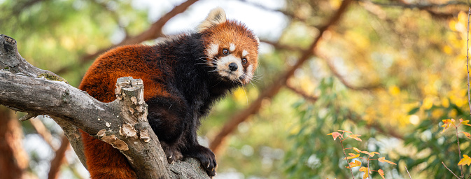 Cute red panda living in a zoo in Japan with tree branch, wooden house and grass ground.