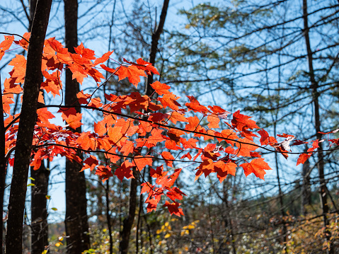 Bright red autumn maple leaves at Mont Tremblant, Quebec, Canada.