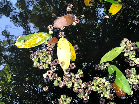 Dropped flowers and leaves on water