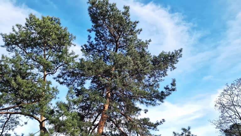 Tall pine trees against a background of blue sky