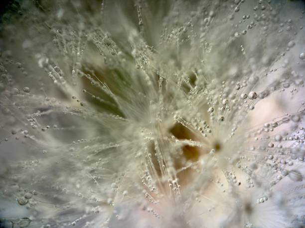Extreme close up of dandelion