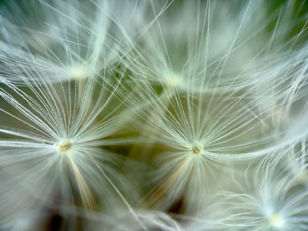 istock Extreme close up of dandelion 2145397811