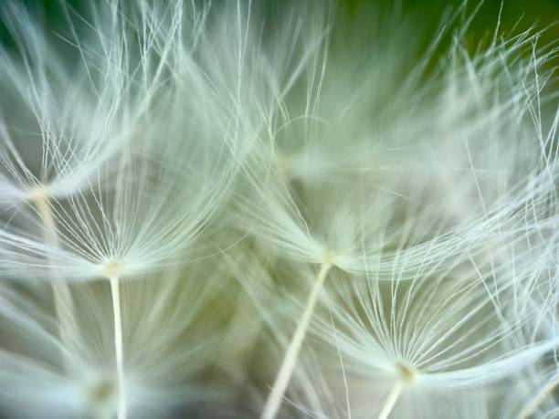 Extreme close up of dandelion