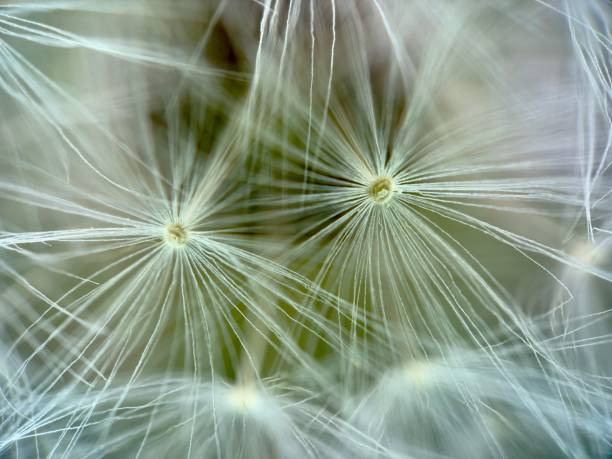 istock Extreme close up of dandelion 2145398319