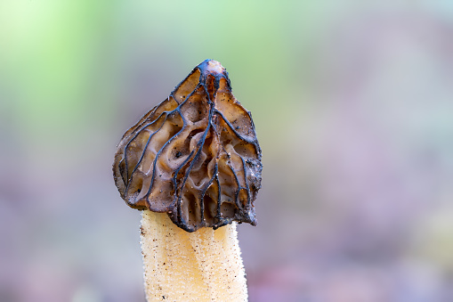 The Morel mushroom (Morchella semilibera) growing in the forest.