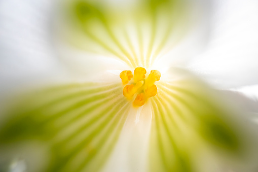 Snowdrop flower interior, fully blooming, wide angle macro lens shoot. gossamer light