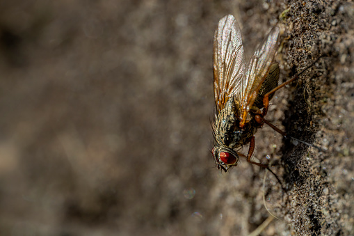 Fly on a concrete wall, grunge background, bokeh,