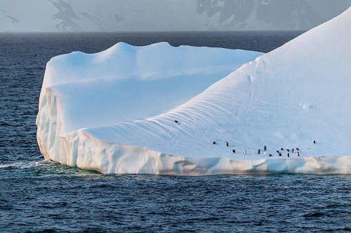 Gentoo Penguins -Pygoscelis papua- standing on a floating iceberg in the Bransfield strait, on the Antarctic Peninsula.