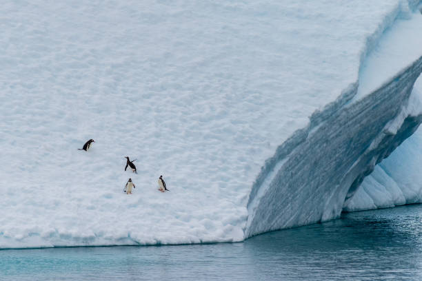 istock Four Gentoo Penguins on an Iceberg 2145424903